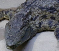 crocodile_1