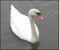 0cygne1gd.png
