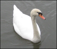 1cygne1gd.png
