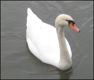 2cygne1gd.png